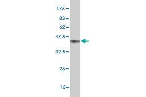 Western Blot detection against Immunogen (35. (NPAS2 抗体  (AA 646-738))
