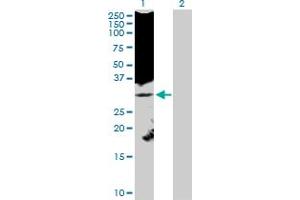 Western Blot analysis of KLK8 expression in transfected 293T cell line by KLK8 MaxPab polyclonal antibody. (Kallikrein 8 抗体  (AA 1-260))