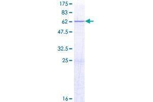 ERLIN2 Protein (AA 1-339) (GST tag)