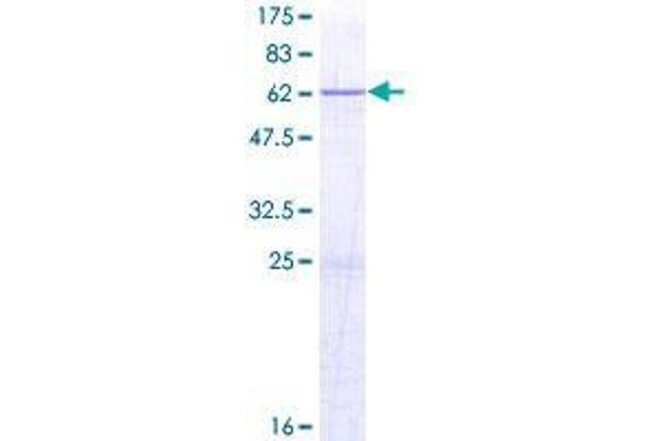 ERLIN2 Protein (AA 1-339) (GST tag)