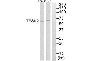 Western blot analysis of extracts from HepG2 cells and HeLa cells, using TESK2 antibody. (TESK2 抗体  (Internal Region))