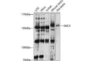 Western blot analysis of extracts of various cell lines, using SMC5 antibody (ABIN1682829, ABIN3015966, ABIN3015967 and ABIN6219480) at 1:3000 dilution. (SMC5 抗体  (AA 872-1101))
