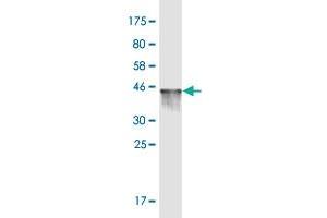 Western Blot detection against Immunogen (36. (NUCB2 抗体  (AA 322-420))