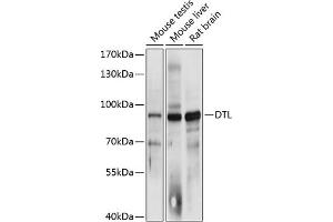 Western blot analysis of extracts of various cell lines, using DTL antibody (ABIN6133220, ABIN6139847, ABIN6139848 and ABIN6215737) at 1:3000 dilution. (CDT2/RAMP 抗体  (AA 541-730))