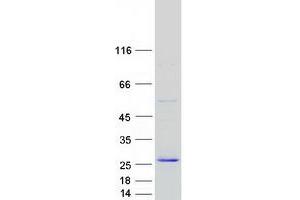 Western Blotting (WB) image for C-Type Lectin Domain Family 3, Member B (CLEC3B) protein (Myc-DYKDDDDK Tag) (ABIN2712866)