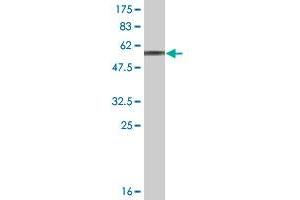 Western Blot detection against Immunogen (59. (GIMAP5 抗体  (AA 1-307))