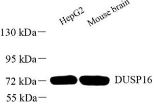DUSP16 抗体