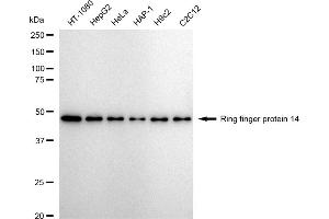 Western blotting analysis using Ring finger protein 14 antibody (ABIN7800243).