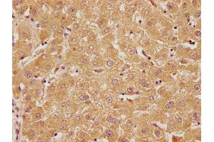 IHC image of ABIN7140114 diluted at 1:100 and staining in paraffin-embedded human liver tissue performed on a Leica BondTM system. (RTN4RL2 抗体  (AA 355-372))