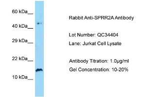 Host: Rabbit Target Name: SPRR2A Sample Type: Human Jurkat Antibody Dilution: 1.