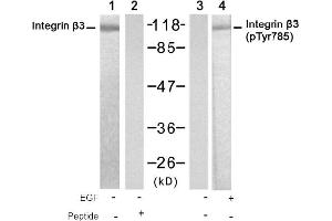 Image no. 1 for anti-Integrin beta 3 (ITGB3) (Tyr785) antibody (ABIN319337) (Integrin beta 3 抗体  (Tyr785))