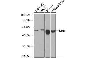 Western blot analysis of extracts of various cell lines using DRD1 Polyclonal Antibody at dilution of 1:500. (Dopamine Receptor d1 抗体)