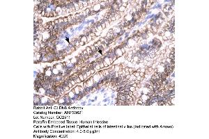 Human Intestine (CLDN8 抗体  (C-Term))
