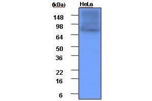 Cell lysates of HeLa(each 20 ug) were resolved by SDS-PAGE, transferred to PVDF membrane and probed with anti-human Hsp90 (1:1,000).