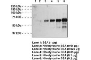 Image no. 1 for anti-Nitrotyrosine antibody (ABIN292939)