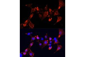 Immunofluorescence analysis of NIH-3T3 cells using CLUH Polyclonal Antibody  at dilution of 1:100 (40x lens). (CLUH 抗体  (AA 1120-1309))