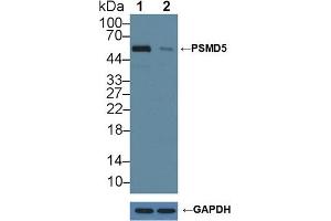 Western Blotting (WB) image for anti-Proteasome (Prosome, Macropain) 26S Subunit, Non-ATPase, 5 (PSMD5) (AA 143-341) antibody (ABIN7443182)