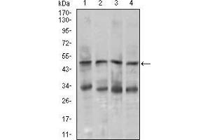 Western blot analysis using CHGA mouse mAb against MOLT4 (1), SK-N-SH (2), HepG2 (3), and PC-12 (4) cell lysate. (Chromogranin A 抗体  (AA 87-252))