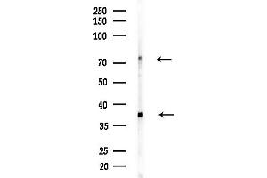 anti-Septin 9 (SEPT9) (C-Term) antibody