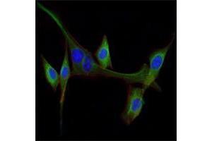 Immunofluorescence analysis of NIH/3T3 cells using EGF mouse mAb (green). (EGF 抗体)