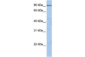 Western Blotting (WB) image for anti-Protocadherin alpha 5 (PCDHA5) antibody (ABIN2459279) (PCDHA5 抗体)