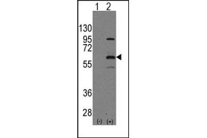 Image no. 1 for anti-Elongator complex protein 3 (ELP3) (N-Term) antibody (ABIN356661) (ELP3/KAT9 抗体  (N-Term))