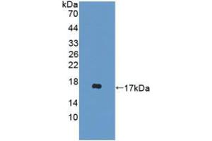 Western blot analysis of recombinant Mouse DDT. (DDT 抗体  (AA 2-118))