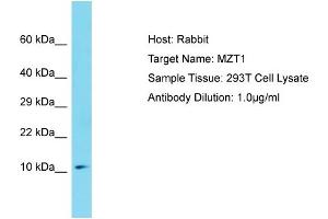 Host: Rabbit Target Name: MZT1 Sample Tissue: Human 293T Whole Cell Antibody Dilution: 1ug/ml (MZT1 抗体  (Middle Region))