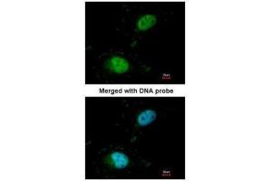 Immunofluorescence (IF) image for anti-Scaffold Attachment Factor B (SAFB) antibody (ABIN2855048)