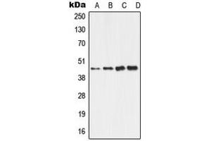 Western blot analysis of ALDH3B2 expression in HepG2 (A), HeLa (B), Raw264. (ALDH3B2 抗体  (C-Term))