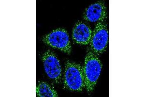 Immunofluorescence (IF) image for anti-MutY Homolog (E. Coli) (MUTYH) antibody (ABIN3004059) (MUTYH 抗体)