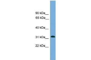 WB Suggested Anti-MRPS2  Antibody Titration: 0. (MRPS2 抗体  (Middle Region))