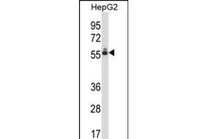 DEF8 Antibody (C-term) (ABIN657801 and ABIN2846774) western blot analysis in HepG2 cell line lysates (35 μg/lane). (DEF8 抗体  (C-Term))
