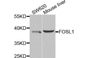 Western blot analysis of extracts of various cell lines, using FOSL1 antibody. (FOSL1 抗体)