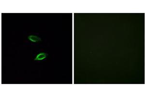 Immunofluorescence analysis of HUVEC cells, using GPR157 antibody. (GPR157 抗体  (Internal Region))