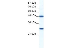 BAT1 antibody used at 0. (BAT1 抗体  (C-Term))