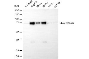 anti-Tripartite Motif Containing 47 (TRIM47) antibody