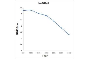 Antigen: 0. (CA10 抗体  (AA 141-240))