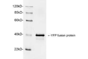 Western blot analysis of YFP fusion protein using 1 µg/mL Rabbit Anti-GFP Polyclonal Antibody (ABIN398857) The signal was developed with IRDyeTM 800 Conjugated Goat Anti-Rabbit IgG. (GFP 抗体)