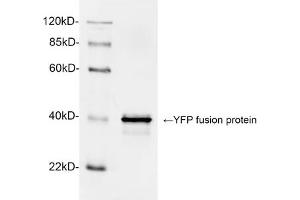 Western blot analysis of YFP fusion protein using 1 µg/mL Rabbit Anti-GFP Polyclonal Antibody (ABIN398857) The signal was developed with IRDyeTM 800 Conjugated Goat Anti-Rabbit IgG. (GFP 抗体)