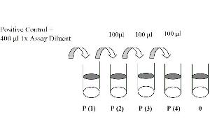 This picture shows the preparation of the positive control. (EGFR ELISA 试剂盒)