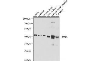 Western blot analysis of extracts of various cell lines using ITPK1 Polyclonal Antibody at dilution of 1:1000. (ITPK1 抗体)