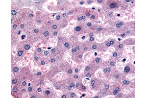 Anti-DPP9 antibody IHC of human liver. (DPP9 抗体  (Internal Region))