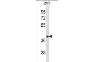 AC Antibody (Center) (ABIN1881041 and ABIN2838862) western blot analysis in 293 cell line lysates (35 μg/lane). (ACAA1 抗体  (AA 147-176))