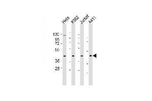 All lanes : Anti-RBMX Antibody (Center) at 1:1000-1:2000 dilution Lane 1: Hela whole cell lysates Lane 2: K562 whole cell lysates Lane 3: Jurkat whole cell lysates Lane 4: A431 whole cell lysates Lysates/proteins at 20 μg per lane. (RBMX 抗体  (AA 262-294))