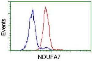 Image no. 2 for anti-NADH Dehydrogenase (Ubiquinone) 1 alpha Subcomplex, 7, 14.5kDa (NDUFA7) antibody (ABIN1499664) (NDUFA7 抗体)