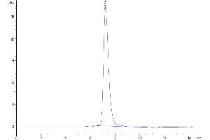 Size-exclusion chromatography-High Pressure Liquid Chromatography (SEC-HPLC) image for Very Low Density Lipoprotein Receptor (VLDLR) (AA 28-797) protein (His tag) (ABIN7275823)