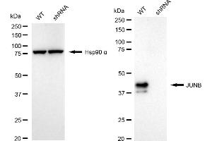 Western blotting analysis using JUNB antibody (ABIN7799142).