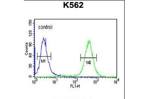 Flow cytometric analysis of K562 cells (right histogram) compared to a negative control cell (left histogram). (ATP4b 抗体  (N-Term))