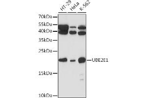 Western blot analysis of extracts of various cell lines, using UBE2E1 Rabbit pAb (ABIN7271176) at 1:1000 dilution. (UBE2E1 抗体  (AA 1-193))